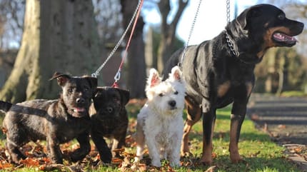 rottweiler und west highland terrier