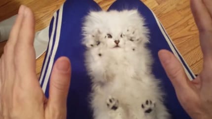 White Persian kitten being tickled