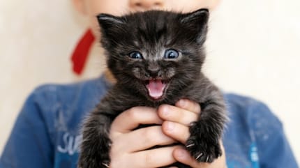 gattino nero spaventato