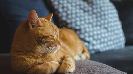 gatto su divano con tranquillanti