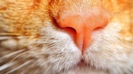 naso del gatto