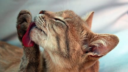 gatto si lecca la zampa