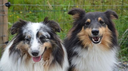 due cani bianchi e neri