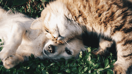 cane e gatto abbracciati