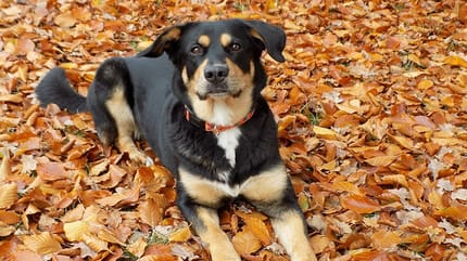 cane sterilizzato su foglie autunnali