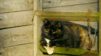 gatto anziano su legno