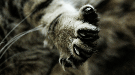unghie del gatto