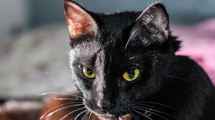 gatto nero occhi gialli fissa obiettivo