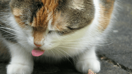 gatto con disturbi alimentari fa la lingua