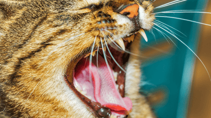 Bocca del gatto aperta