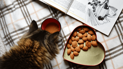 gatto che mangia e beve