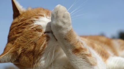 donna mette antiparassitari per gatti al gatto