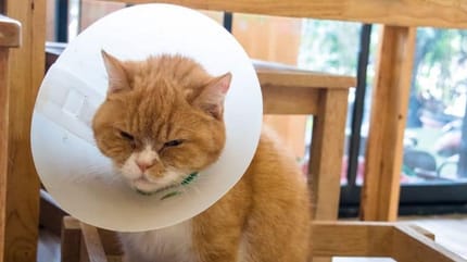 Gatta sterilizzata con collare elisabettiano