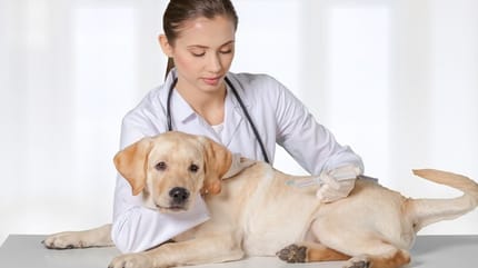 Cucciolo di labrador dal veterinario per mettere microchip