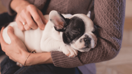 Cucciolo di cane in braccio al padrone