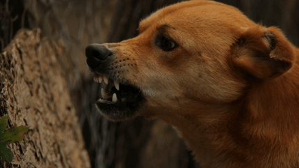 Cane aggressivo che ringhia di profilo