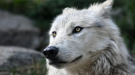 Cane che fissa l'orizzonte