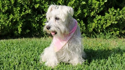 Cane-seduto-in-giardino