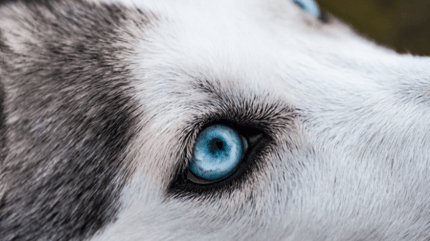 Come pulire gli occhi al cane