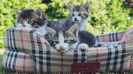 gattini da adottare
