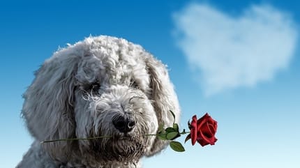 cane-con-fiore-in-bocca