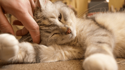 Gatto sdraiato che si fa accarezzare
