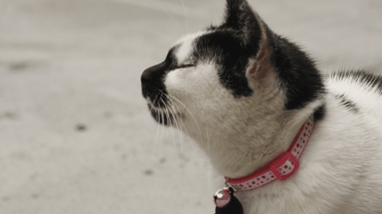 gatto con collare gps