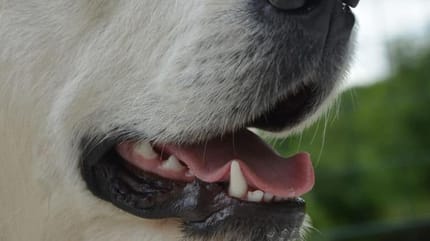 bocca-del-cane