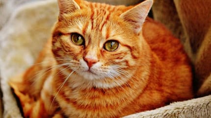 gatto rosso fissa l'obiettivo