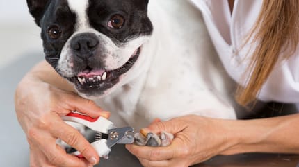 Krallen schneiden: Hund bei der Krallenpflege