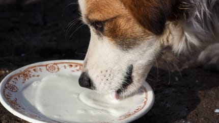 hond drinkt melk