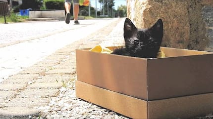 gatito negro en una caja