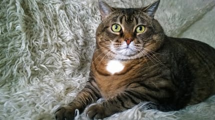 Katze mit Diabetes: Symptome