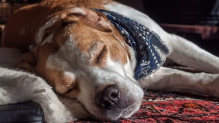 osteoartritis canina