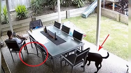 perro salva dueño de serpiente