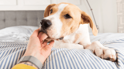 Brown and white dog licking a hand