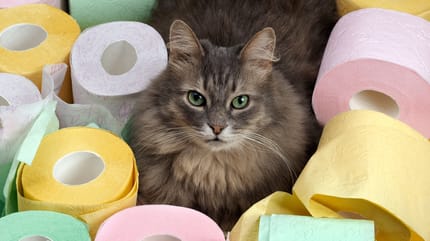 katze-mit-bunten-klopapierrollen