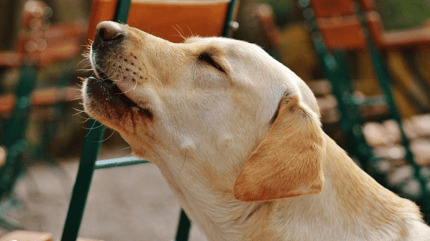 Golden labrador howling