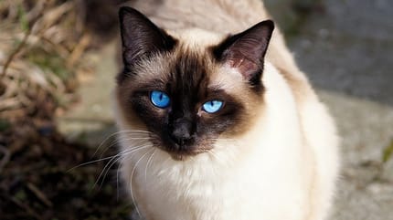 enfermedades de los gatos siameses