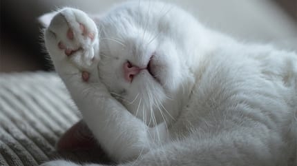 porque los gatos se vuelven locos