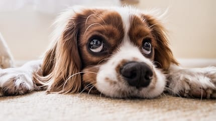 por que mi perro me mira fijamente