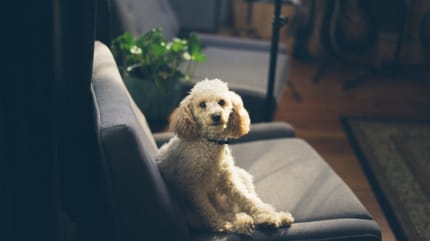 como enseñar a un perro a estar solo