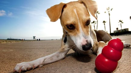 kong para perros