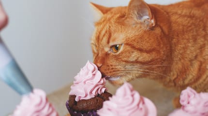 rote katze mit cupcakes auf dem tisch