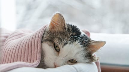 müde katze mit decke