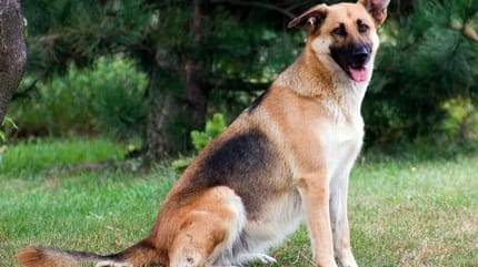 cane incontinente in giardino