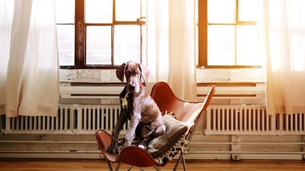 cane seduto su sedia di psicologo