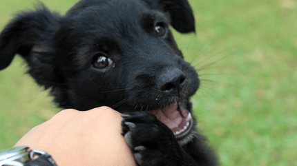 cane innamorato del padrone