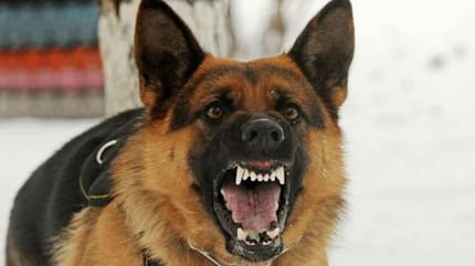 perche-il-cane-abbaia-alle-persone