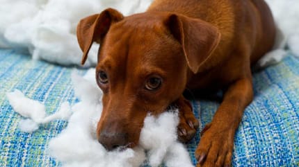 ansia-da-separazione-nel-cane